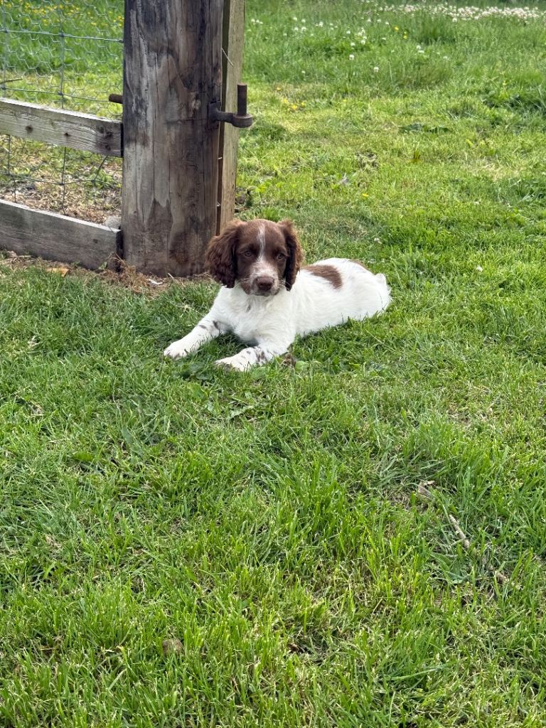 Male Sprocker Puppy, Fully Vaccinated, Health Checked Twice, Chipped, Insured etc