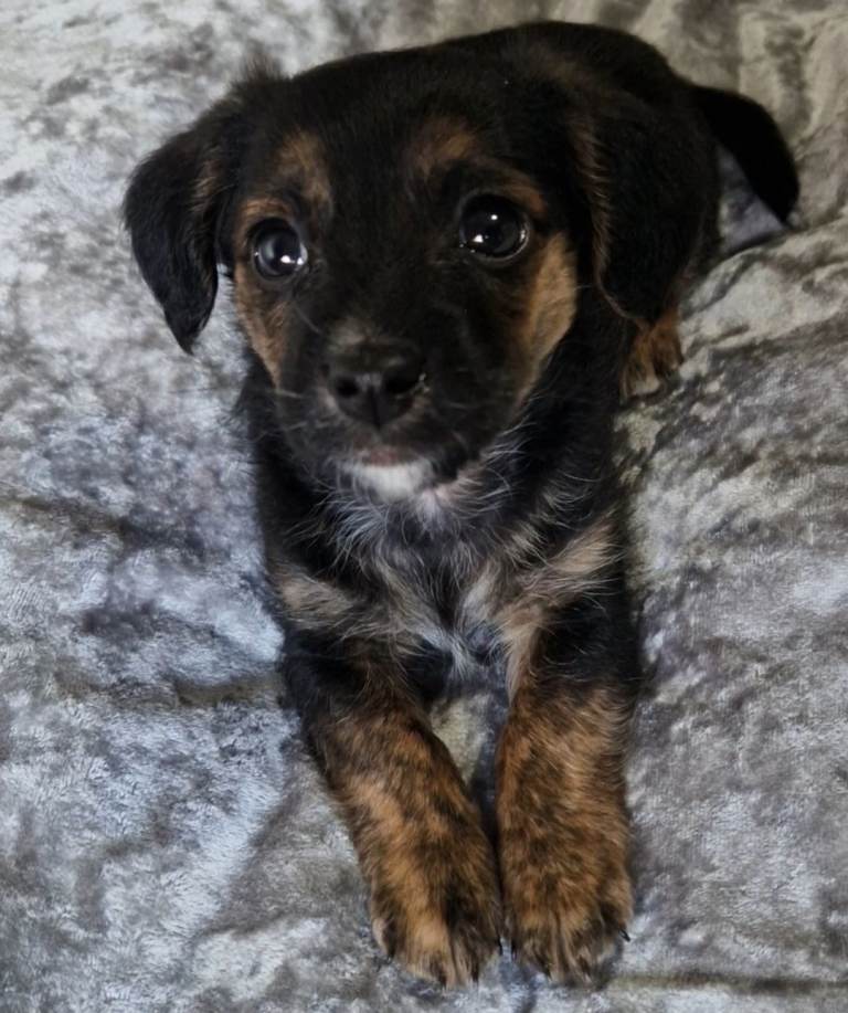 12 week old jack russell  cross terrier  my name milo 