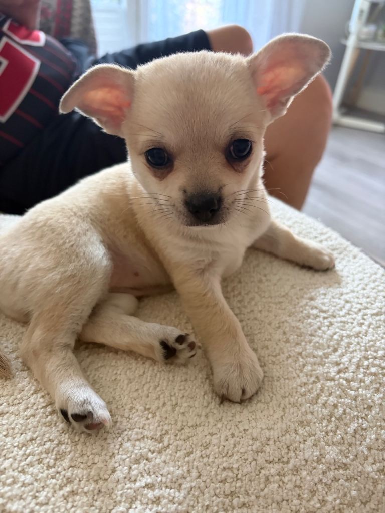 1 Girl - RESERVED. Beautiful pedigree chihuahua pup