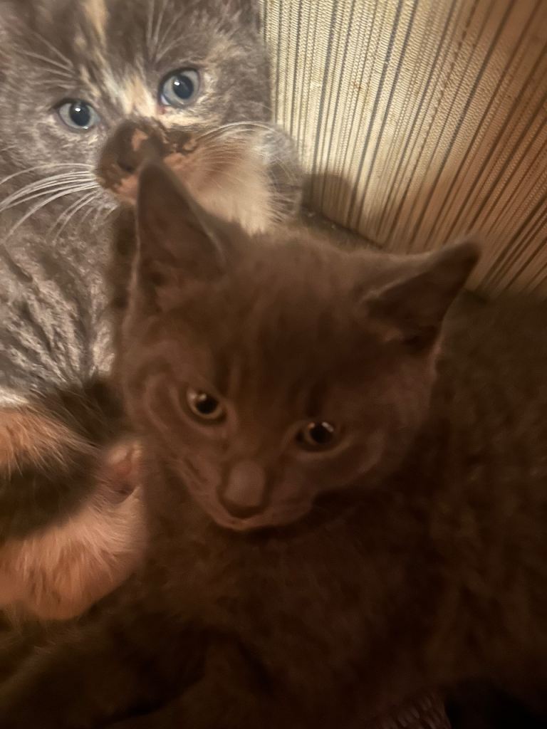 Kittens for sale 