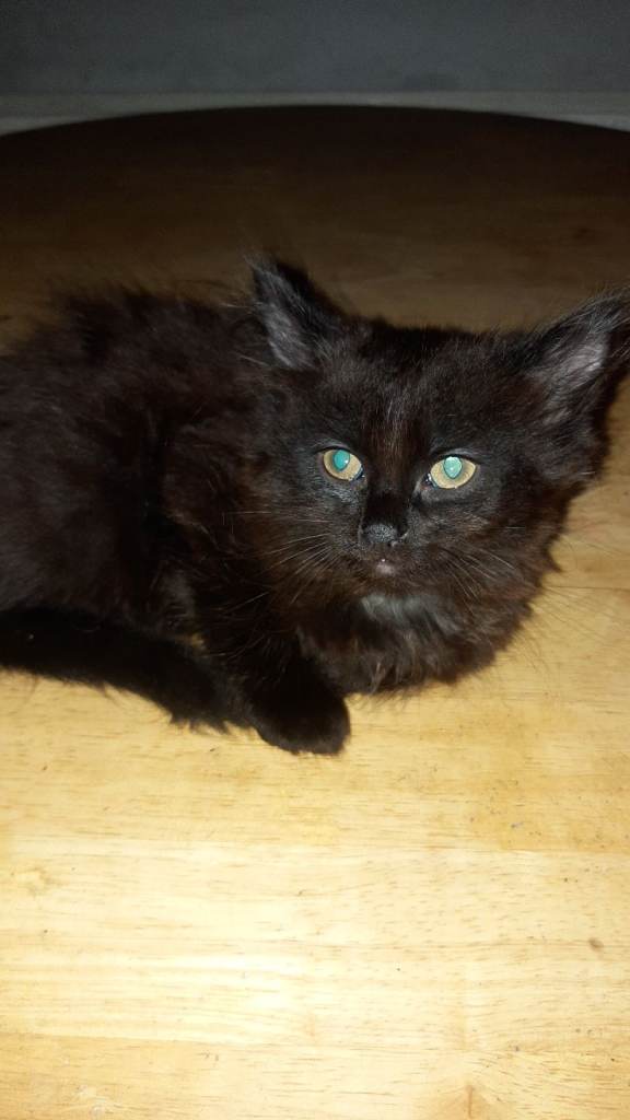 Adorable Mixed Breed Kitten Looking for a New Home
