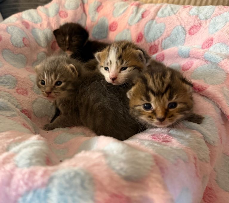 Kittens