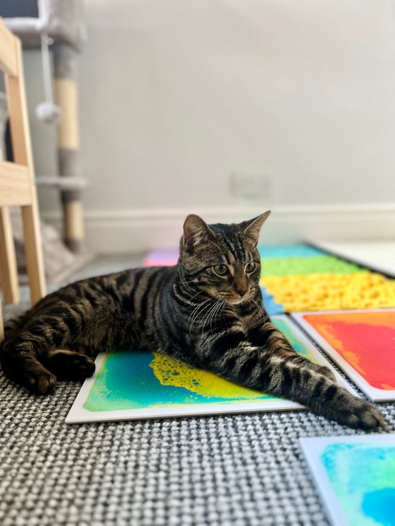 Female Bengal Kitten For Sale 