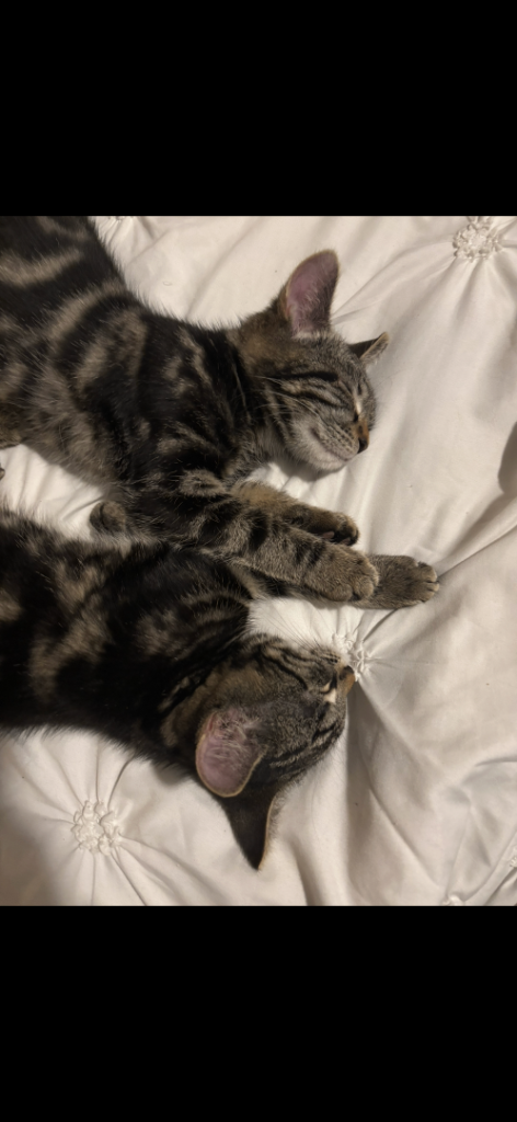 Brother kittens to stay together 