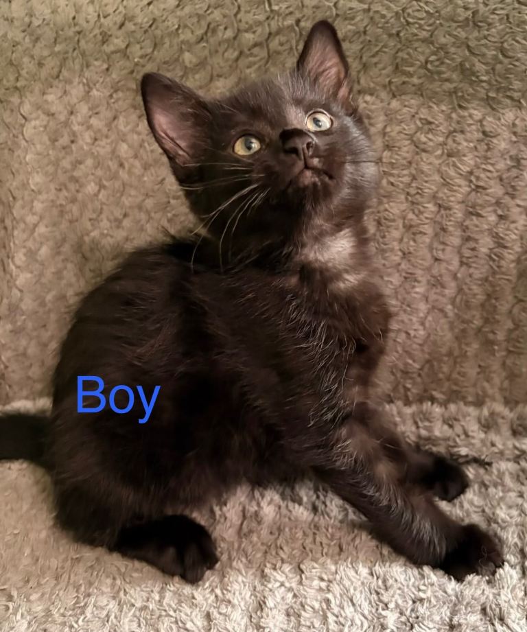Bombay cross with tabby kittens 