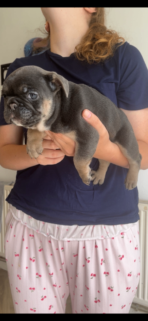 7 beautiful French bulldog puppies 