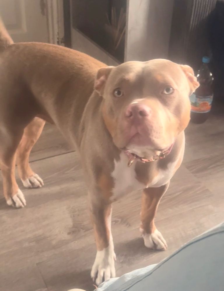 Female Pocket Bully cross