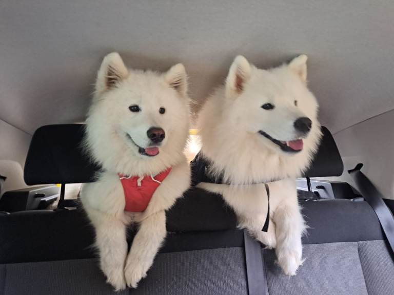 Adorable Samoyed puppies 