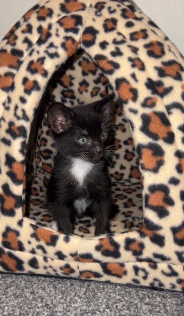 1 male and one female kitten