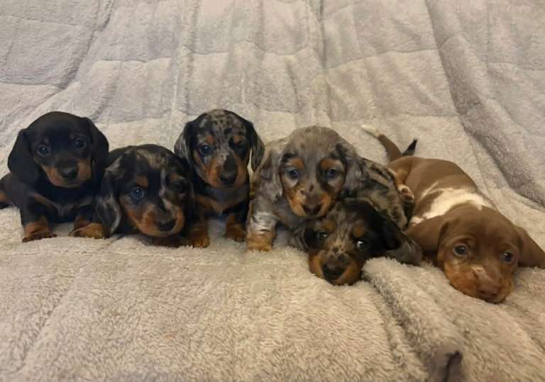 Miniature dachshund puppies 