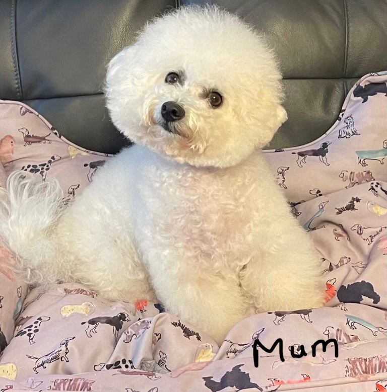 Bichon frise puppies