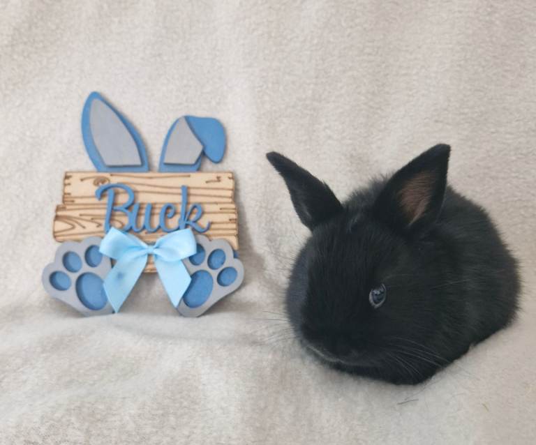 🩵 Mini lop X dutch X netherland dwarf 