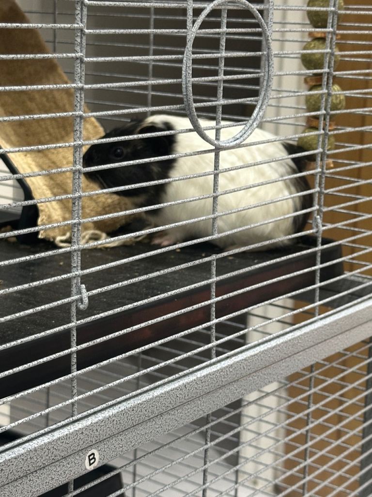 Rehoming guinea pigs