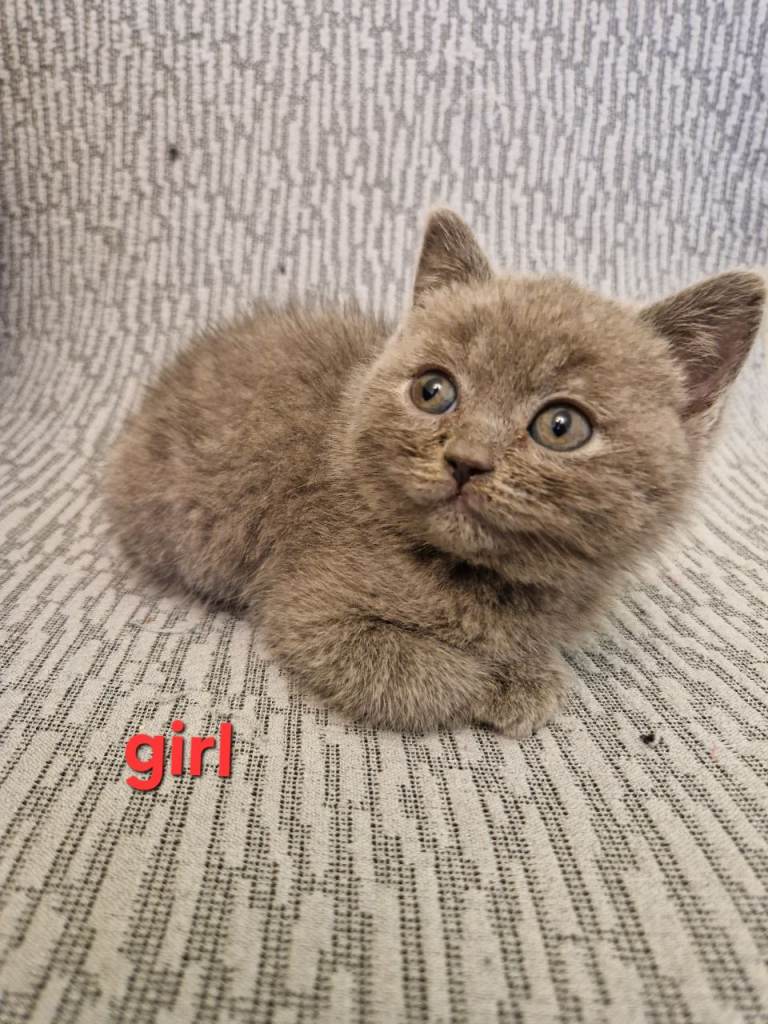 British shorthair blue