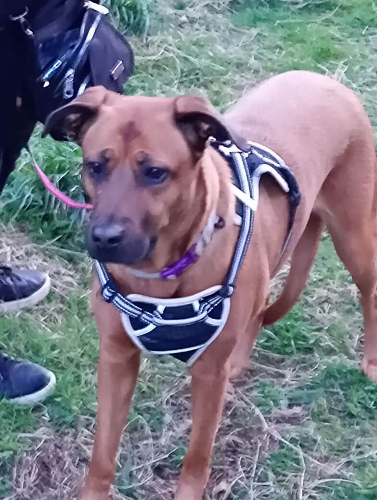 She is the gentlest gxd xfrench mastiff 