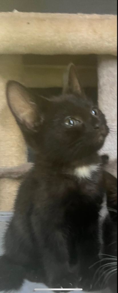 Kittens
