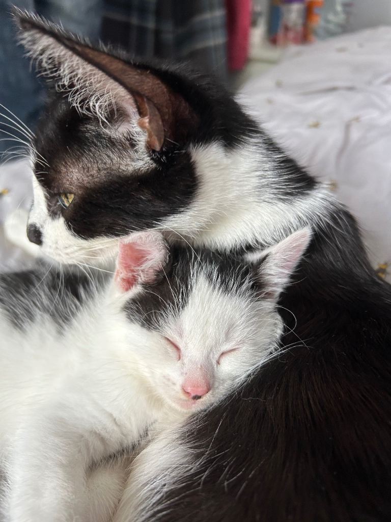 🐾 2 BEAUTIFUL BOY KITTENS LOOKING FOR THEIR FOREVER HOMES 🐾