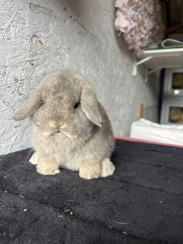 Pure mini lop 
