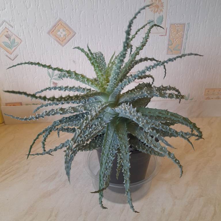 Hedgehog aloe (humilis)