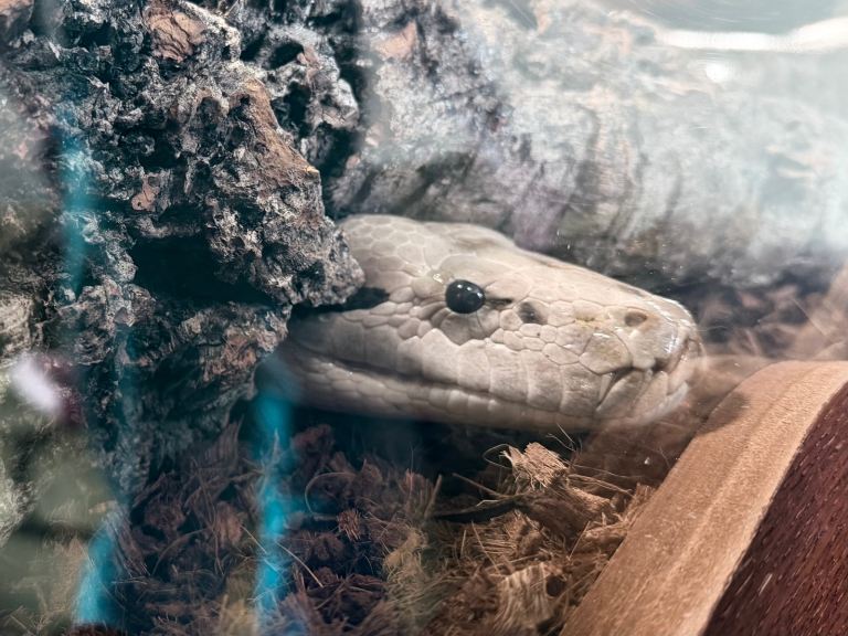 Granite Burmese Python 