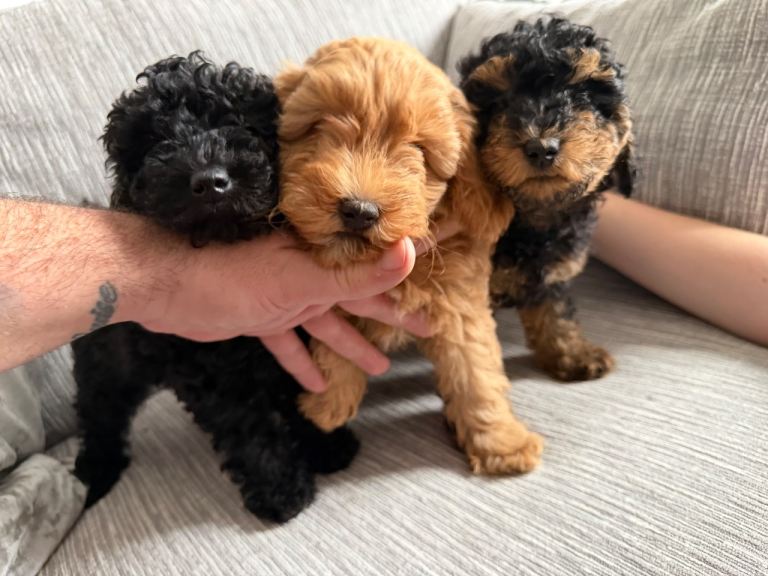**Ready to Leave** Schnoodle pups for Sale