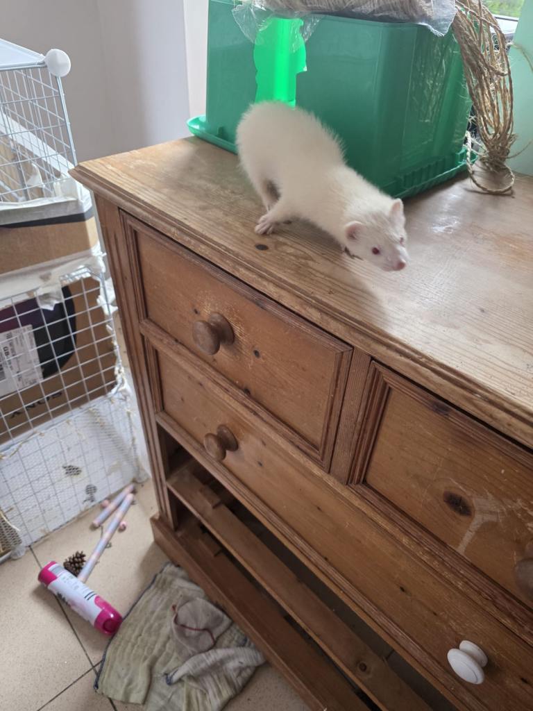 2 male ferrets - 12 weeks 