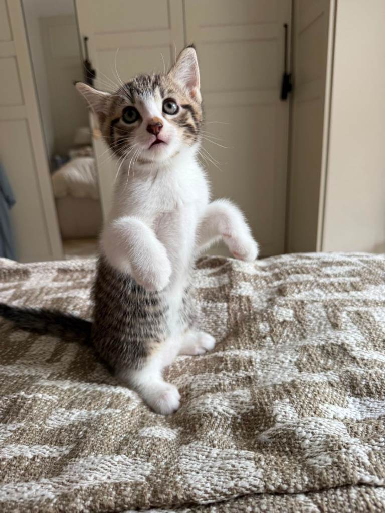 Kitten for sale 