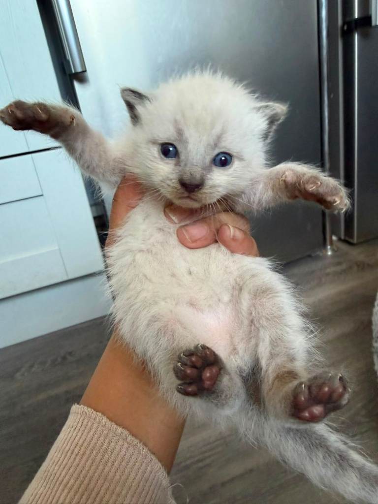 Kittens