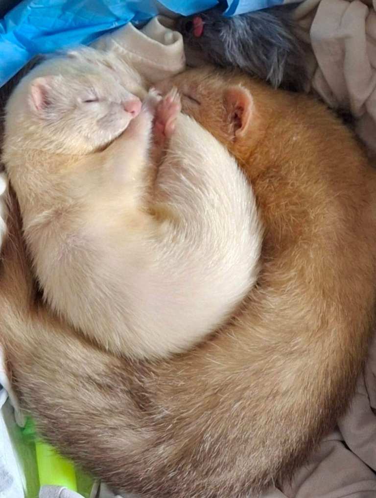 Hob and Jill ferret/hutch