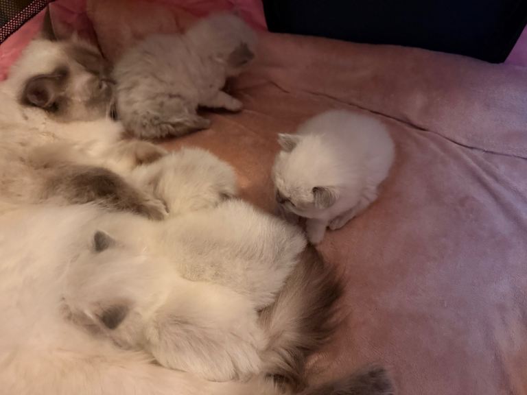 Ragdoll kittens