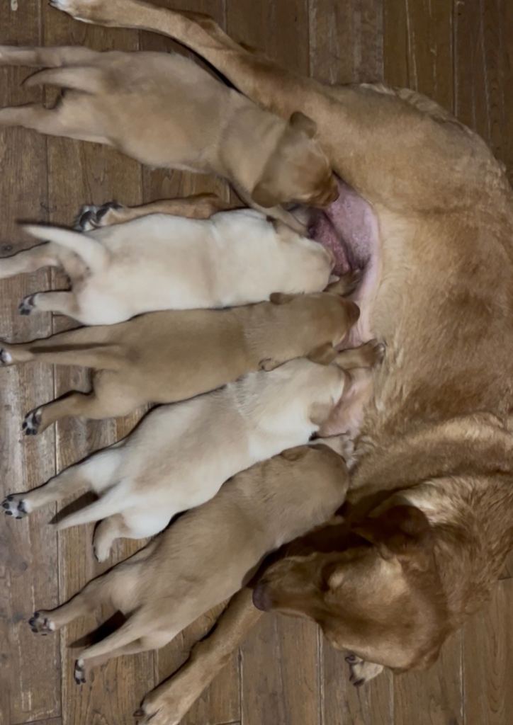 Beautiful KC registered Labrador retriever puppies 