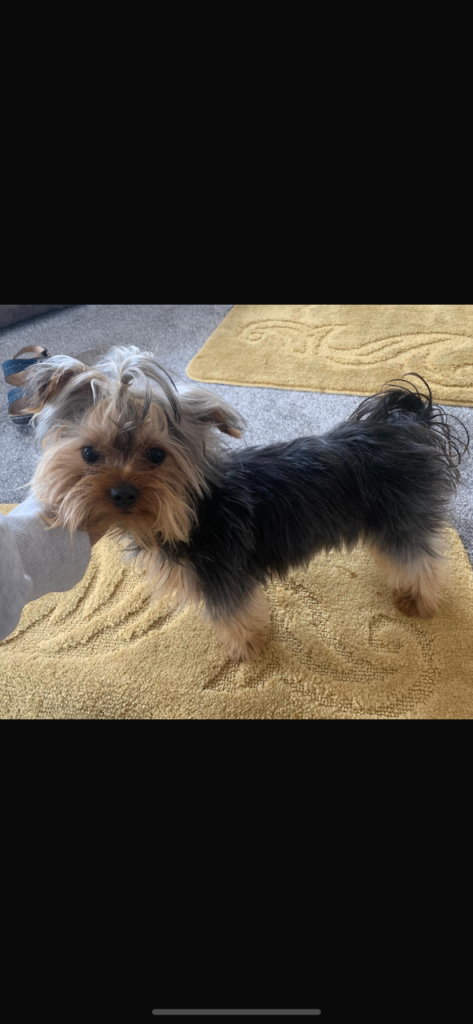 Beautiful boy Yorkshire terrier 
