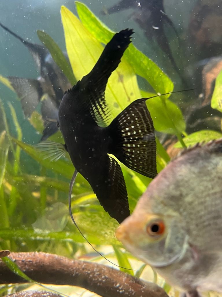 Black longfin ghost pinoy angelfish pair. 