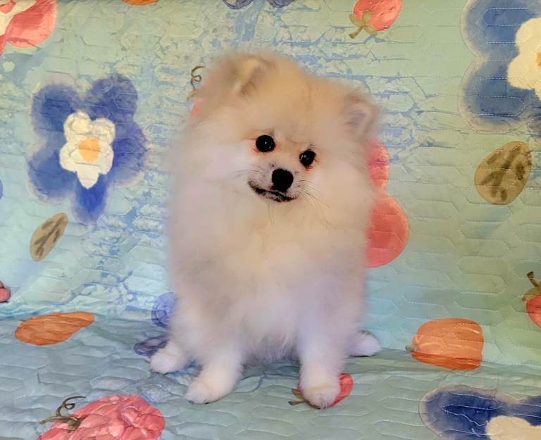 🔥Pomeranian puppies for sale🔥KC reg🔥