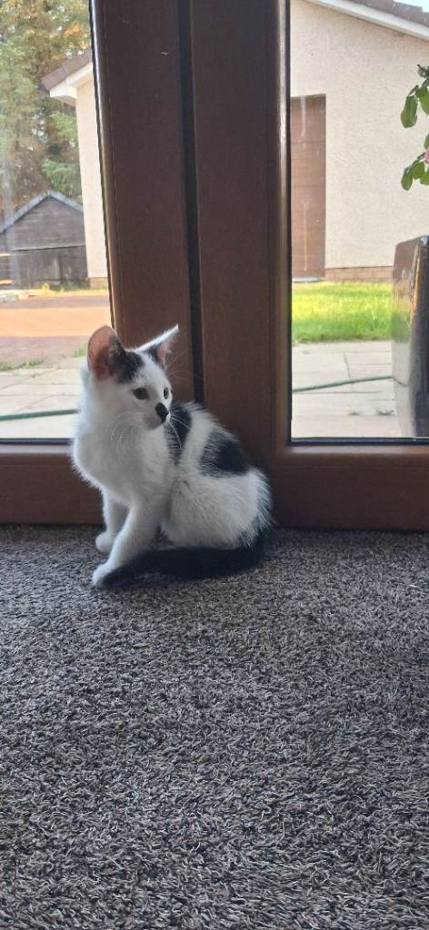 Kitten ready to go