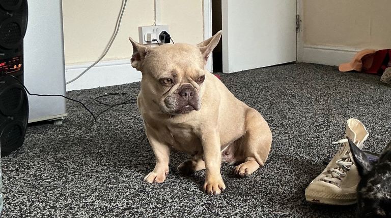 Young French Bulldog 