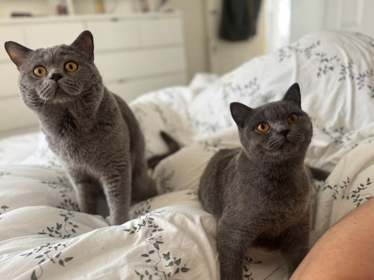 Stunning British Shorthair kittens 🐱 
