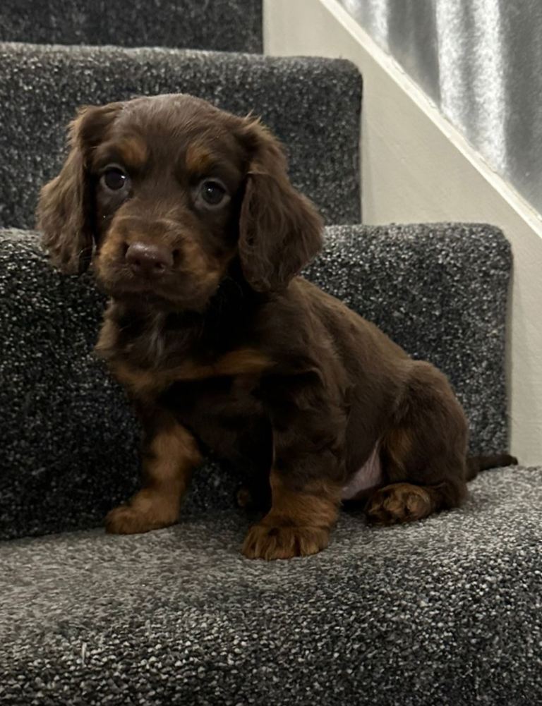 Cocker spaniel pups READY NOW 