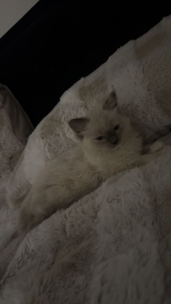 Ragdoll cat 