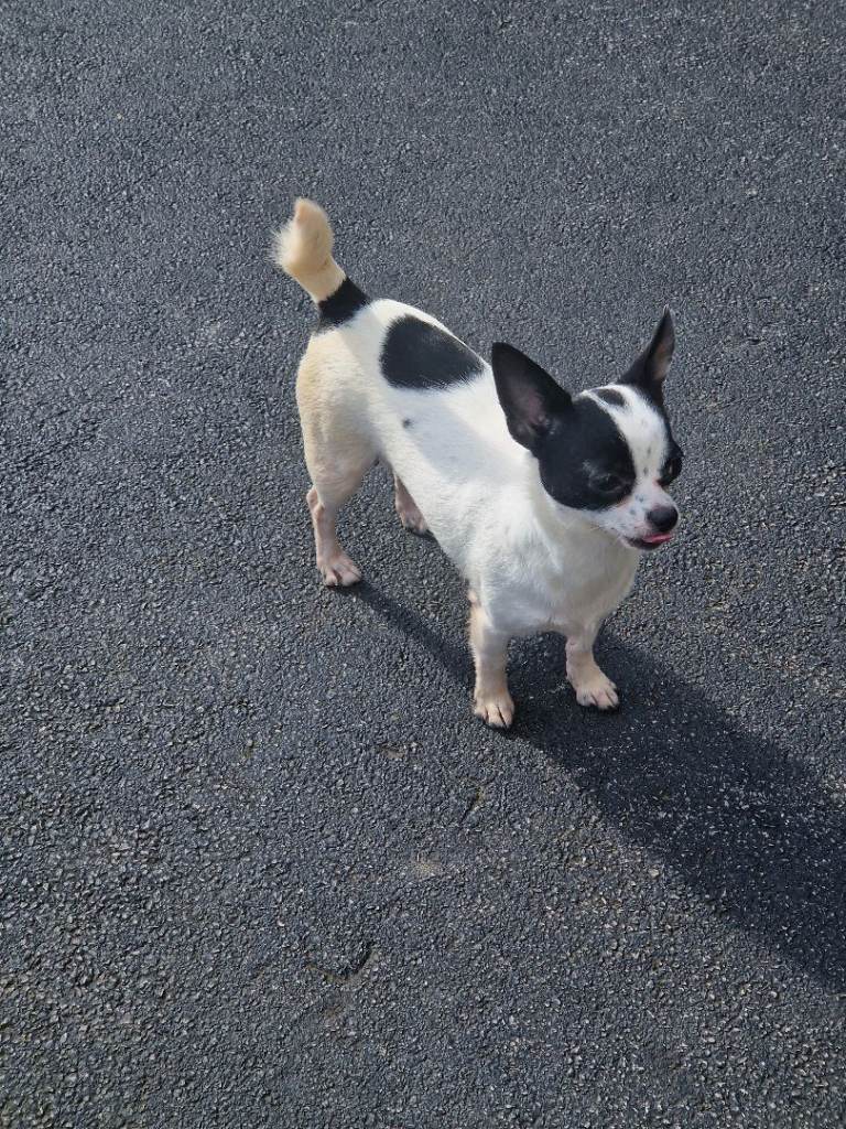 Chihuahua male and female 