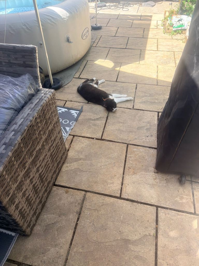 Adult cat for adoption 