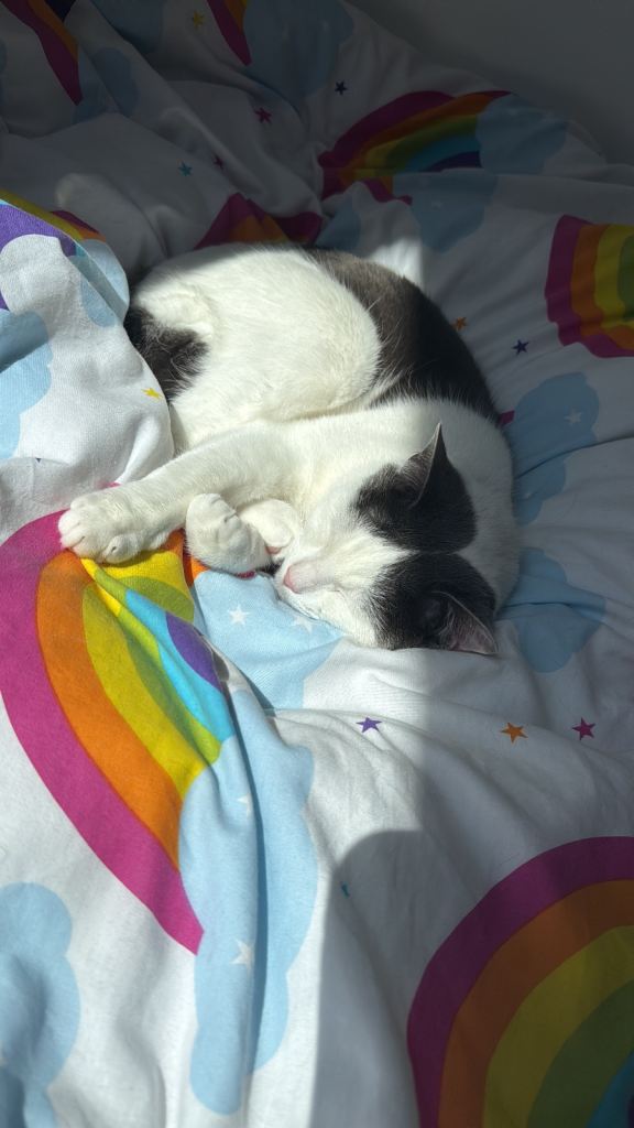 Solus - Bicoloured Indoor cat