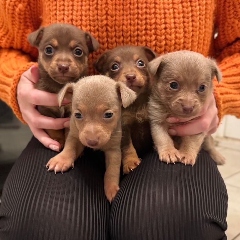 Stunning miniature Jack Russell puppies 