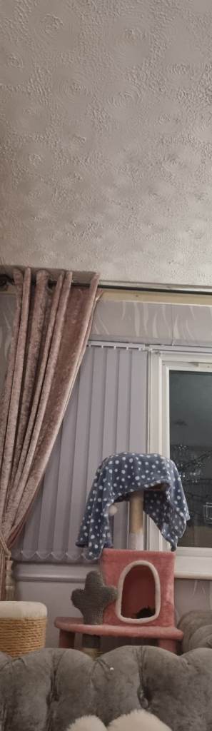 Beautiful  female  cats