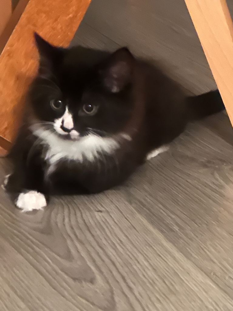 Kitten 