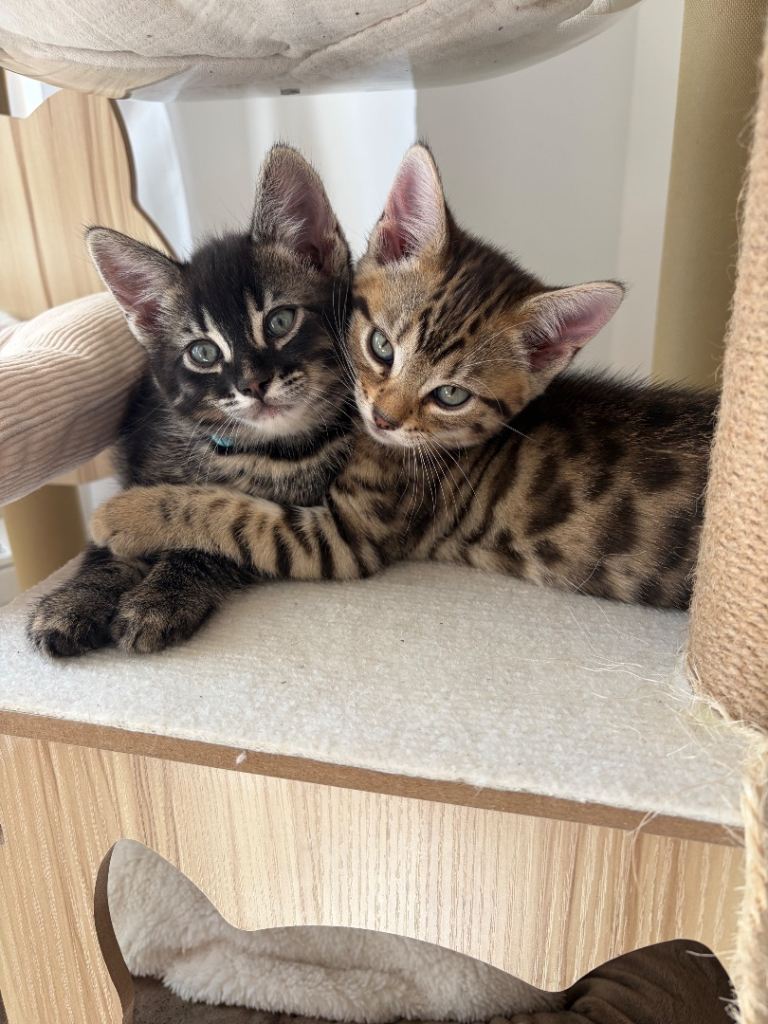 Pure Bengal Kittens-Rare Black Melanistic+Spotted