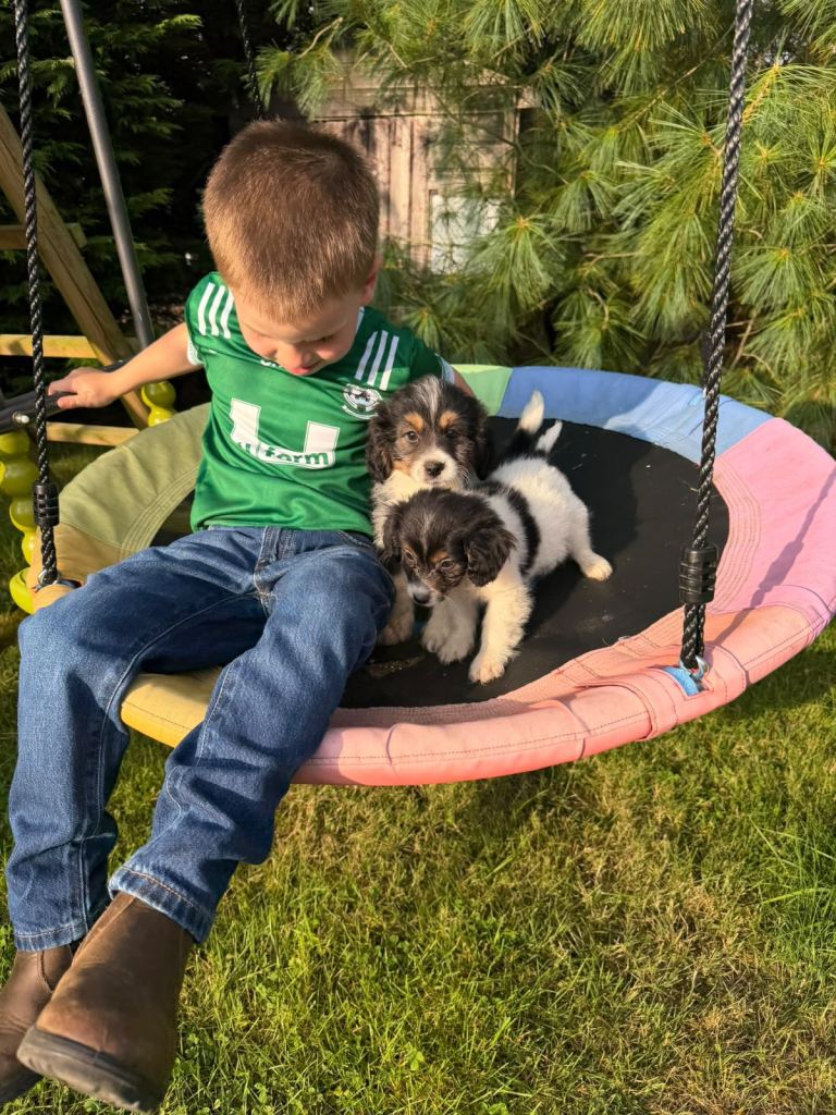 Shih Tzu x Puppies 