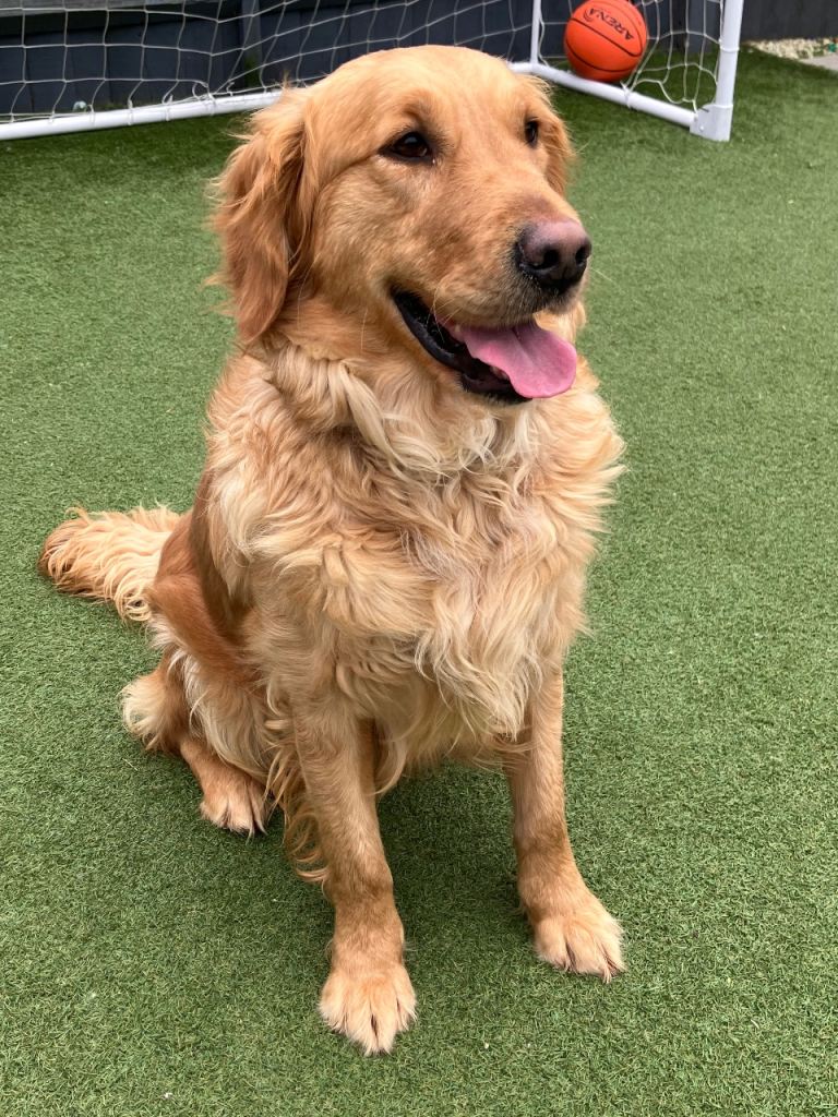 Golden retriever 
