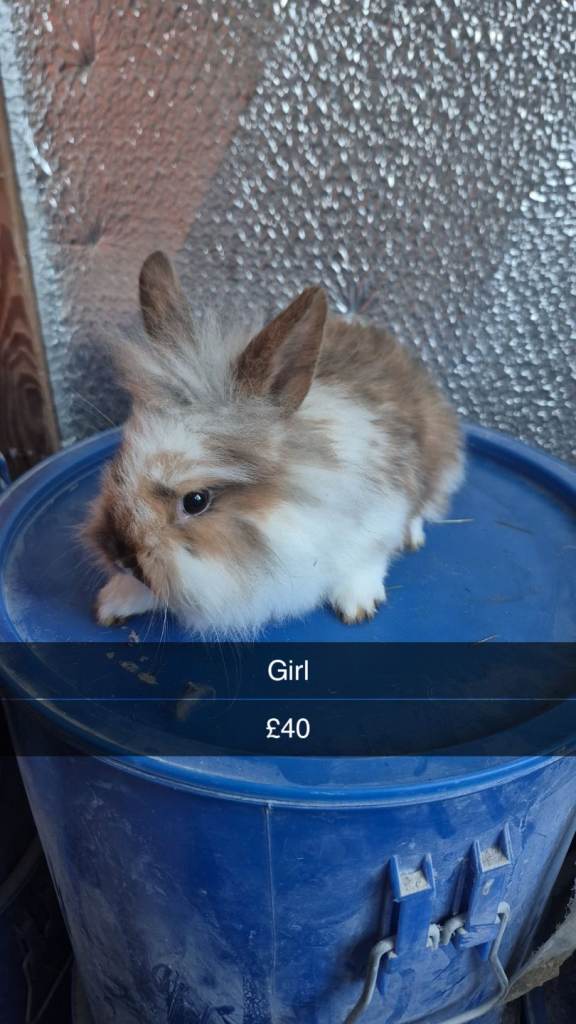 Lionhead baby Rabbits 8 weeks old (Friendly)