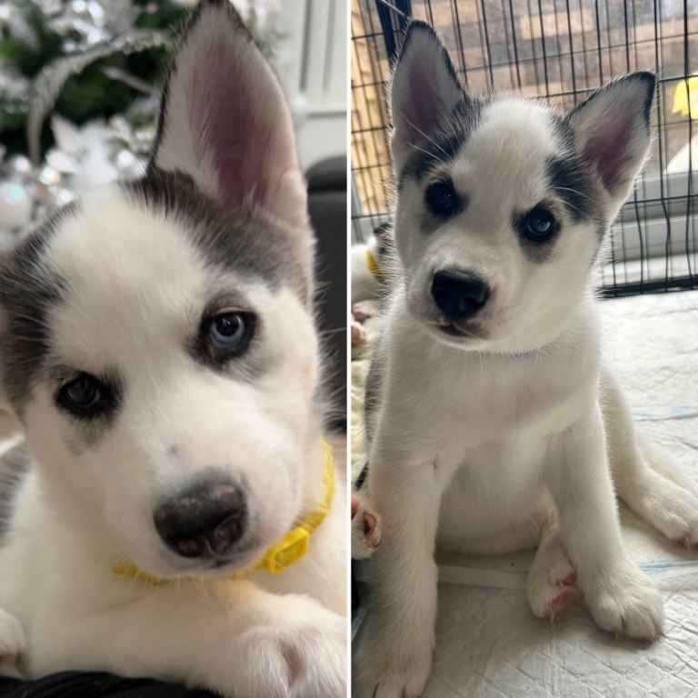Beautiful husky puppies
